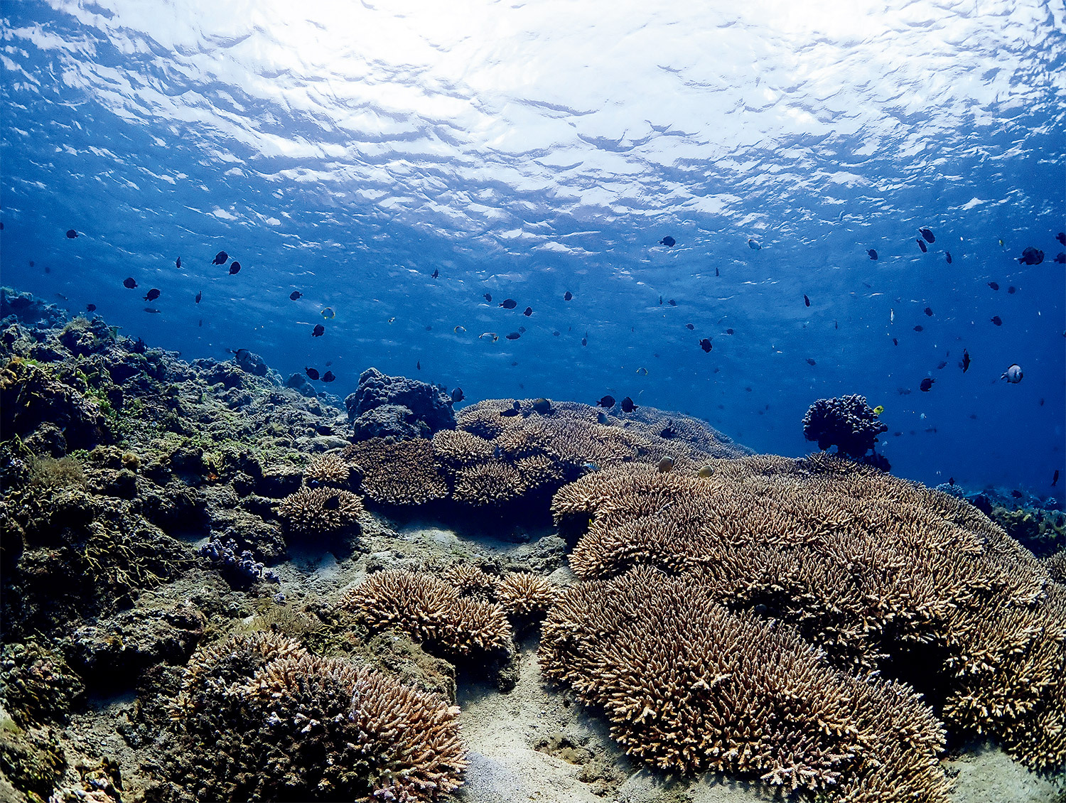 核三廠入水口附近，軸孔珊瑚生氣蓬勃，成為各類海中生物的舞臺／海生館 提供（楊東霖 攝）